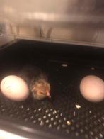 Broedeieren brahma, Geslacht onbekend, Kip