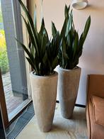 Design lichte hoge plantenpotten sanseveria moonshine, Huis en Inrichting, Ophalen, Overige soorten, Halfschaduw, In pot