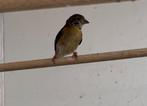 Kapoetsensijs man, Dieren en Toebehoren, Mannelijk, Tropenvogel