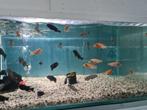 Labidochromis Sunflower Malawi Cichliden, Dieren en Toebehoren, Vis, Zoetwatervis