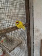 Kakariki man gezoomd 1 jaar oud., Mannelijk, Parkiet, Geringd