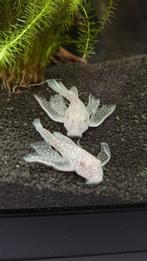 L144 - Longfin Snowwhite met patroon (Albino), Dieren en Toebehoren, Vissen | Aquariumvissen, Vis, Zoetwatervis