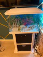 Aquarium met kaast, Vis