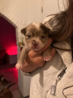 Pomchi, 8 tot 15 weken, Meerdere, Meerdere dieren, Chihuahua