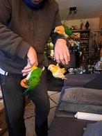 2 koppels Caique’s tam met certificaat, Meerdere dieren, Papegaai, Tam