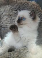 Raszuivere ragdoll sealpoint kitten, Dieren en Toebehoren, Katten en Kittens | Raskatten | Langhaar, Kater, Gechipt, 0 tot 2 jaar