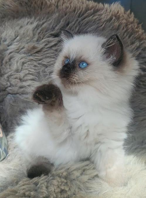 Raszuivere ragdoll sealpoint kitten, Dieren en Toebehoren, Katten en Kittens | Raskatten | Langhaar, Kater, 0 tot 2 jaar, Gechipt