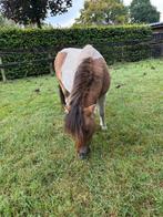 Lieve shetlander hengst te koop ️, Niet van toepassing, Hengst, A pony (tot 1.17m), Recreatiepony