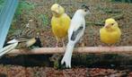 Kanaries in diverse kleuren., Meerdere dieren, Kleurkanarie