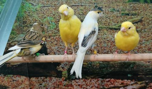 Kanaries in diverse kleuren., Dieren en Toebehoren, Vogels | Kanaries, Kleurkanarie, Meerdere dieren