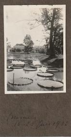 Ommen oude foto 1932 plantsoen met enorme waterplanten Q, Ophalen of Verzenden, 1920 tot 1940, Overijssel