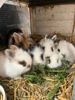 Baby konijntjes te koop 4 weken, Dieren en Toebehoren, Meerdere dieren, Dwerg