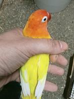 Prachtige brr agapornis fisheri opaline geel split INO man, Dieren en Toebehoren, Mannelijk, Dwergpapegaai of Agapornis, Geringd