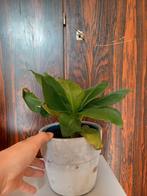 1 superleuke bananenplant (zonder pot, met plastic bakje), Ophalen of Verzenden, Overige soorten, Minder dan 100 cm