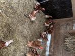 Bruine legkippen, Dieren en Toebehoren, Pluimvee, Vrouwelijk, Kip