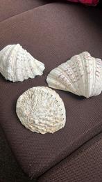 Schelpen decoratie, Ophalen of Verzenden, Zo goed als nieuw, Overige materialen