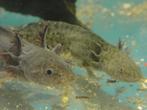 Axolotl, Dieren en Toebehoren, Reptielen en Amfibieën, 0 tot 2 jaar, Amfibie