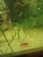 Rode garnalen, Dieren en Toebehoren, Vissen | Aquariumvissen, Kreeft, Krab of Garnaal