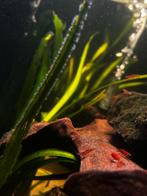 Neocardina rode garnalen / vuurgarnalen, Kreeft, Krab of Garnaal