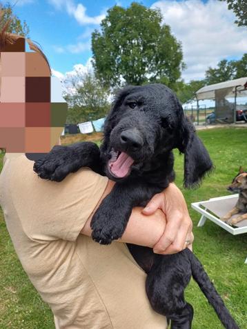 Knuffelige puppy's zoeken een baasje nog 1 beschikbaar beschikbaar voor biedingen
