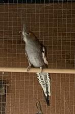 Te koop valkparkieten van 2025, Dieren en Toebehoren, Meerdere dieren, Parkiet