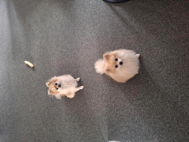 Kruising keeshond/pomeriaan broer en zus, Dieren en Toebehoren, Honden | Poolhonden, Keeshonden en Oertypen, Meerdere dieren, Particulier