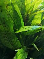 Aquarium mos en plant, Overige typen