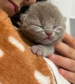 Britse korthaar kittens LAATSTE kitten! (Lilac), Dieren en Toebehoren, Kater, Ontwormd
