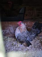 serama, Dieren en Toebehoren, Pluimvee, Mannelijk, Kip