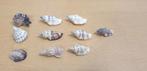 schelpenset 10 stuks, Huis en Inrichting, Woonaccessoires | Overige, Ophalen of Verzenden, 'T Olde Gre-j, Info@toldegrej.nl, Endepoelstraat 20f Didam