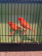 Kanaries  kleuren te koop per koppel 60€, Meerdere dieren, Kleurkanarie