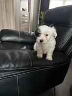 Kruising Maltipoo/malthezer pup, Reu, 8 tot 15 weken, Parvo, Eén hond