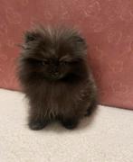 Pomeriaan Puppy Brindle Reu, Particulier, Keeshond, Reu, 8 tot 15 weken