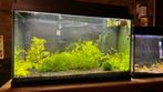 Aquarium te koop 60x40x50, Dieren en Toebehoren, Vissen | Aquaria en Toebehoren, Ophalen of Verzenden, Zo goed als nieuw, Gevuld zoetwateraquarium