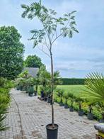 Albizia julibrissin, perzische slaapboom hoogstam, Ophalen, Zomer, Volle zon, Overige soorten