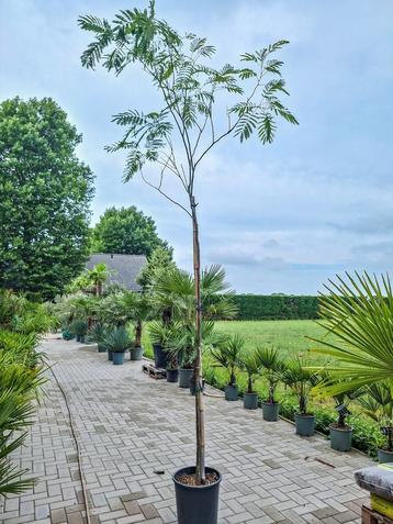 Albizia julibrissin, perzische slaapboom hoogstam  beschikbaar voor biedingen