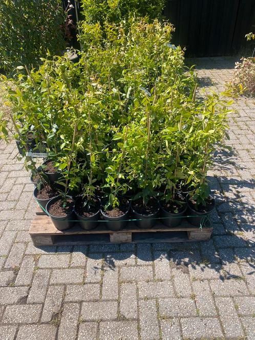 Toscaanse jasmijn 60/70 groenblijvende planten €9,95 pst, Tuin en Terras, Planten | Struiken en Hagen, Haag, Overige soorten, Minder dan 100 cm