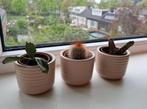 Drie cactussen met pot, Huis en Inrichting, Kamerplanten, Ophalen, Minder dan 100 cm