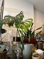 Diverse kamerplanten in pot, Huis en Inrichting, Ophalen, In pot, Halfschaduw, Minder dan 100 cm