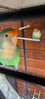 Agapornissen lovebirds, Dieren en Toebehoren, Vogels | Parkieten en Papegaaien, Geslacht onbekend, Dwergpapegaai of Agapornis