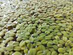 Salvinia natans, ook andere soorten drijfplanten beschikbaar, Ophalen, Zo goed als nieuw, Plant(en), Steen of Hout