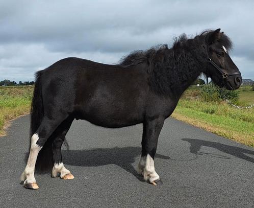 Super mooie, lieve en leuke Shetlander ruin, Dieren en Toebehoren, Pony's, Ruin, A pony (tot 1.17m), 3 tot 6 jaar, Gechipt, Ontwormd