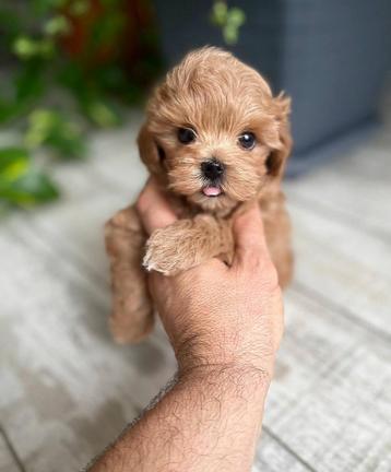 Exclusieve Maltipoo F1, Micro  pup (Maltezer/Toy Poedel)  beschikbaar voor biedingen