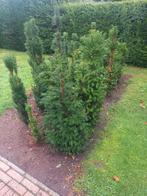 Taxus Planten, Ophalen, Taxus, Minder dan 100 cm