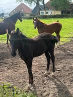 Opfok merrie veulen noord holland, Dieren en Toebehoren, Stalling en Weidegang, Opfok