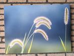 Mooie Canvas doek met sierlijk gras, afm. 70x50 cm, Nieuw, Ophalen of Verzenden, Schilderij, Minder dan 50 cm