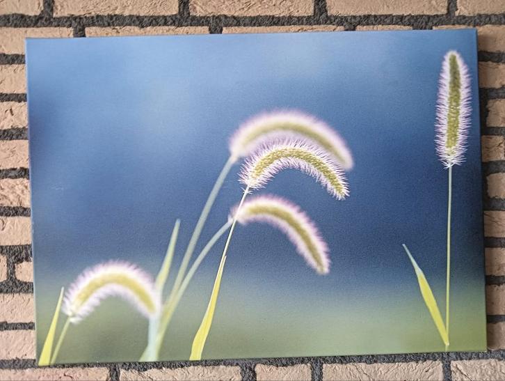 Mooie Canvas doek met sierlijk gras, afm. 70x50 cm, Huis en Inrichting, Woonaccessoires | Schilderijen, Tekeningen en Foto's, Nieuw
