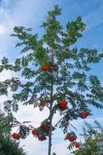Lijsterbesbomen te koop sorbus acuparia rode bessen, In pot, Overige soorten, Volle zon, Ophalen