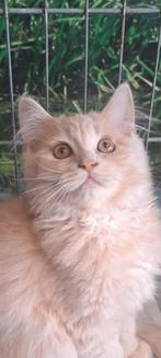 Prachtige Maine coon Katertjes, Meerdere dieren, Ontwormd, 0 tot 2 jaar