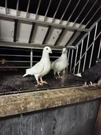 Postduiven, Dieren en Toebehoren, Meerdere dieren, Postduif